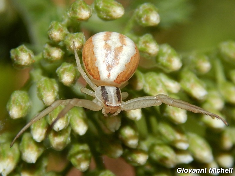 Serie di Araneae del Parco del Ticino